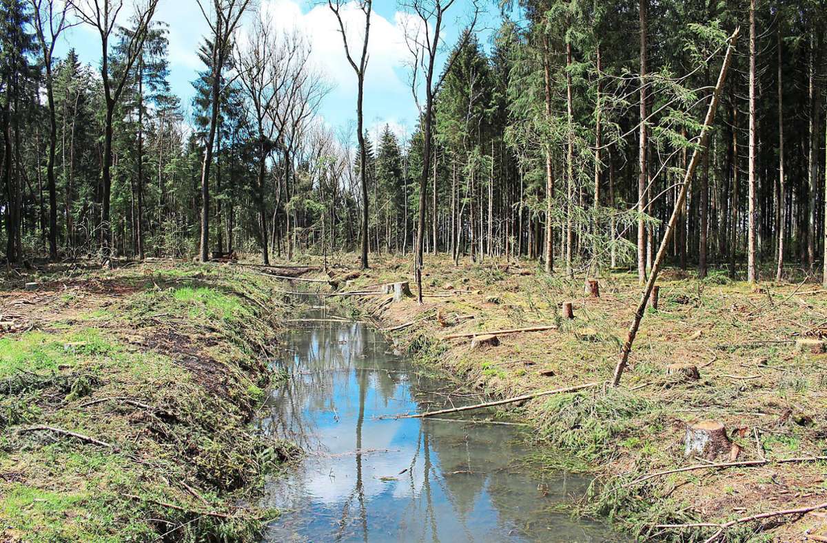 Forstwirtschaft Bad Dürrheim: Mischwald ist das erklärte Ziel