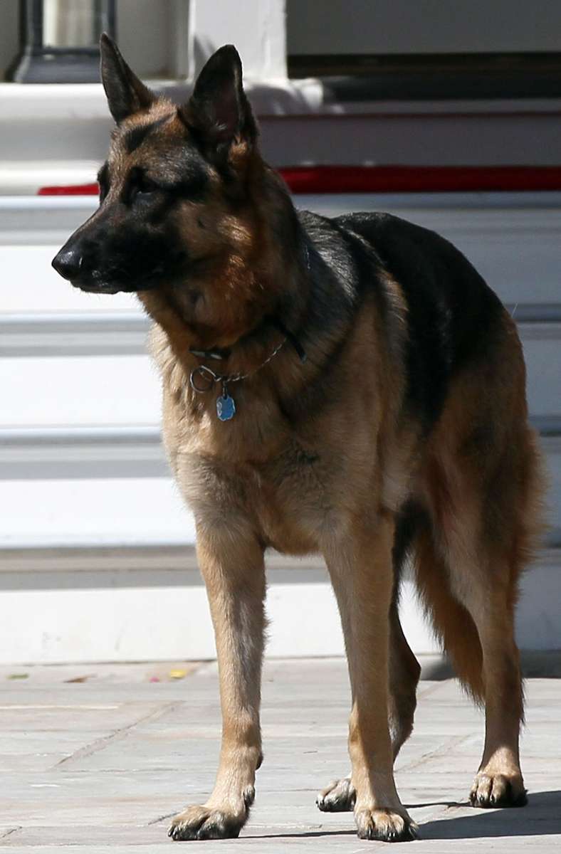 Champ ist schon ein Hunde-Opa – er lebt seit 2008 bei den Bidens und schnupperte schon während acht Jahren Obama/Biden-Administration Washingtoner Luft.
