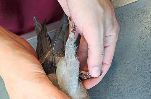 Die Taube wurde von mehreren Blasrohpfeilen getroffen, die von einem Tierarzt entfernt wurden. Foto: Tierheim