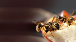 Ratgeber: Was wirklich gegen Wespen hilt