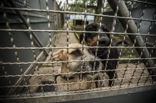 80.000 Euro sind schon an Spenden  fürs Tierheim eingegangen Foto: Leif Piechowski