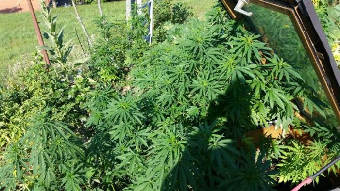 Polizei hebt Cannabisplantage aus 