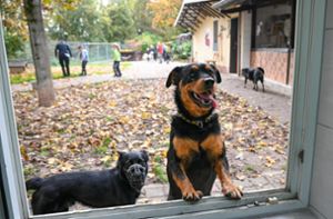 Hunde stehen neugierig am Küchenfenster eines Tierheims. Auch Tierheime im Kreis Freudenstadt bekommen die aktuelle Krise zu spüren. (Symbolfoto) Foto: Arne Dedert/dpa