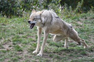 Im Nordschwarzwald wird seit knapp zwei Jahren immer wieder ein Wolf nachgewiesen, der schon einige Nutztiere gerissen hat. (Symbolfoto) Foto: christels / pixabay