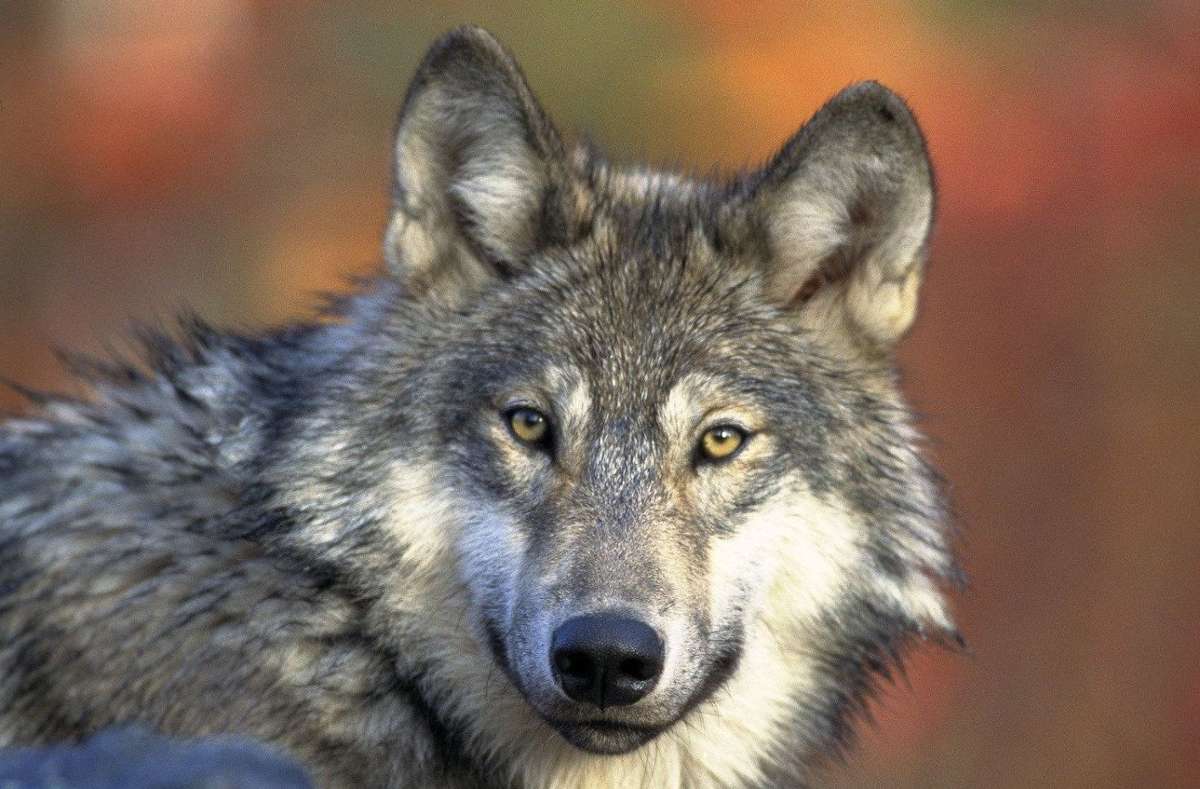 Tiere und die Gesellschaft: Rotkäppchen-Syndrom: Was ist dran am Mythos vom bösen Wolf