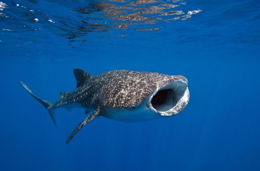 Aug’ in Aug’ mit Hai und Co., das sind die Besucher von Abenteuer Ozean am 11. März, um 13 Uhr. Foto: Hettich