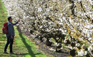 Die Kirschblüte im Eggener Tal ist immer wieder ein Naturschauspiel. Der DAV lädt daher alle Interessierten zu einer Ausfahrt ins Markgräflerland ein. Foto: Seeger Foto: Schwarzwälder Bote