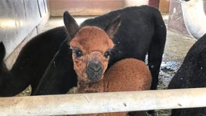 Alpaka-Waise findet Ersatzmutter 