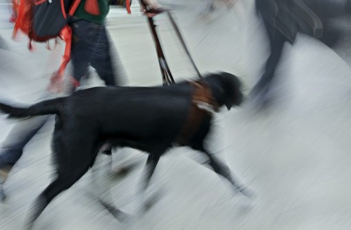 Weil seine Hunde anschlugen, wurde der Mann auf die unterkühlte Frau aufmerksam. (Symbolbild) Foto: SVLuma / Shutterstock