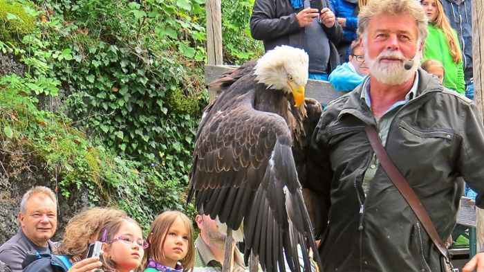 Entflogener Adler in Teningen gesichtet