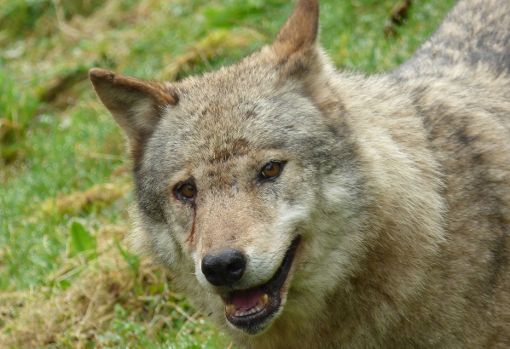 Der Alternative Wolf- und Bärenpark trauert um Anita. Foto: Alternativer Wolf- und Bärenpark
