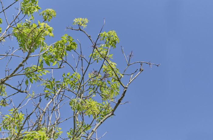 Eschentriebsterben: Kracht im Empfinger Wald bald ein Baum auf die Straße?