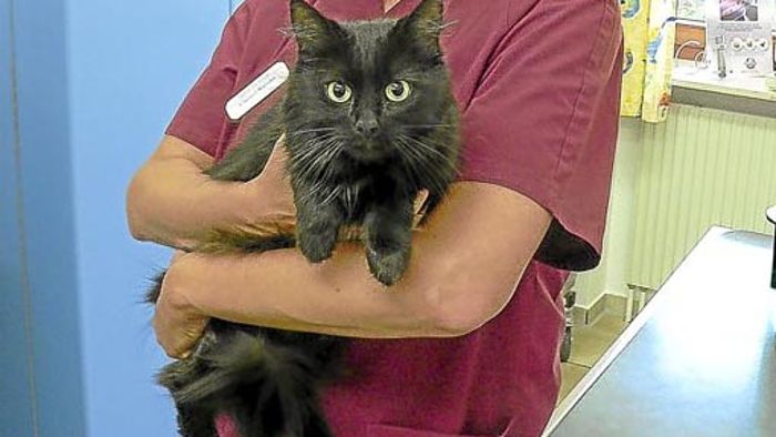Tierarzt kümmert sich um herrenlose Katze