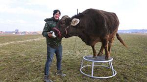 Kuhflüsterer trainieren die erstaunlichen Talente von Rindern
