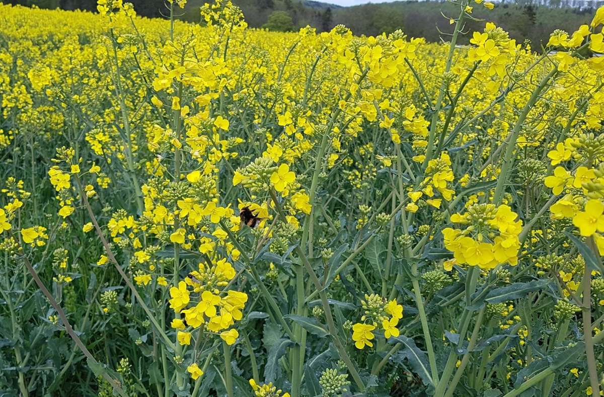 Frühling in Blumberg: Rapsfelder sind ein Festmahl für Bienen und Hummeln