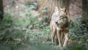 Spuren deuten auf Wolf hin - Proben werden untersucht