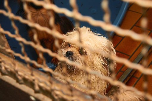 Fundhunde werden im Tierheim seltener abgegeben, die Verweildauer ist kürzer, und sie sind leichter vermittelbar.  Foto: Maier