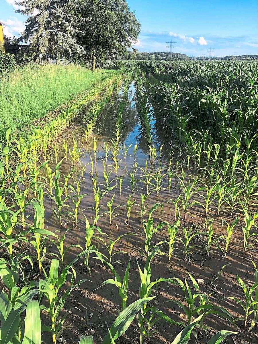 Landunter auf dem Maisfeld: Wegen des vielen Regens fürchten die Bauern in der Region um ihre Ernte. Foto: Rest