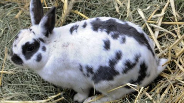 24. Mai: Kaninchen enthauptet