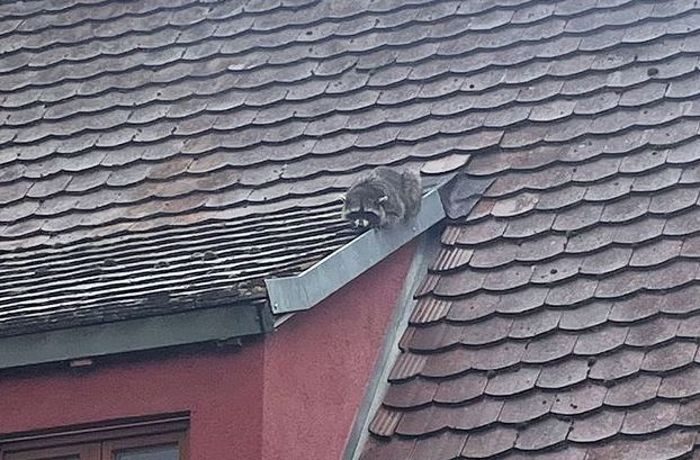 Erneut Tier in Not: Waschbär auf dem Dach sorgt für Feuerwehreinsatz in Rottenburg