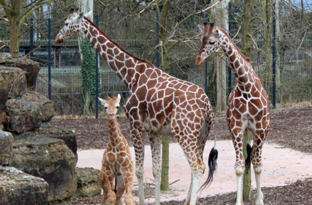 Giraffen-Jungbulle Nabil (rechts) mit seiner Mutter Kiburi (Mitte) und seinem kleinen Bruder Dschibuto. Nabil lebt nicht mehr in der Wilhelma in Stuttgart, er wurde nach Südspanien in seien Safaripark gebracht.