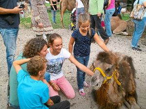Es durfte gestreichelt werden: Die Tiere auf dem Kamelhof in Höfendorf eroberten am Wochenende die Herzen der zahlreichen Besucher.  Foto: Maute Foto: Schwarzwälder-Bote