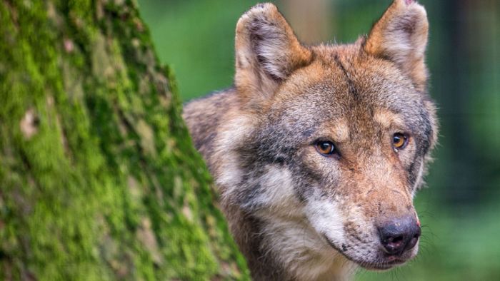 Erstmals Spuren eines weiblichen Wolfes im Schwarzwald