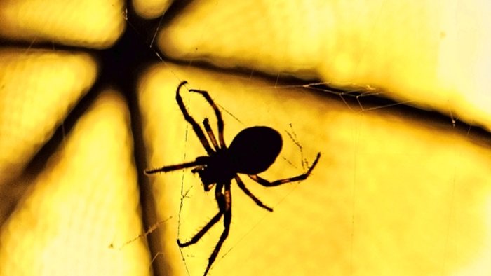 12. September: Wegen Spinne in Gegenverkehr geraten