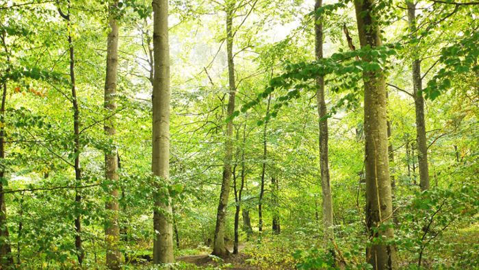 Der Wald soll klimaresistenter werden