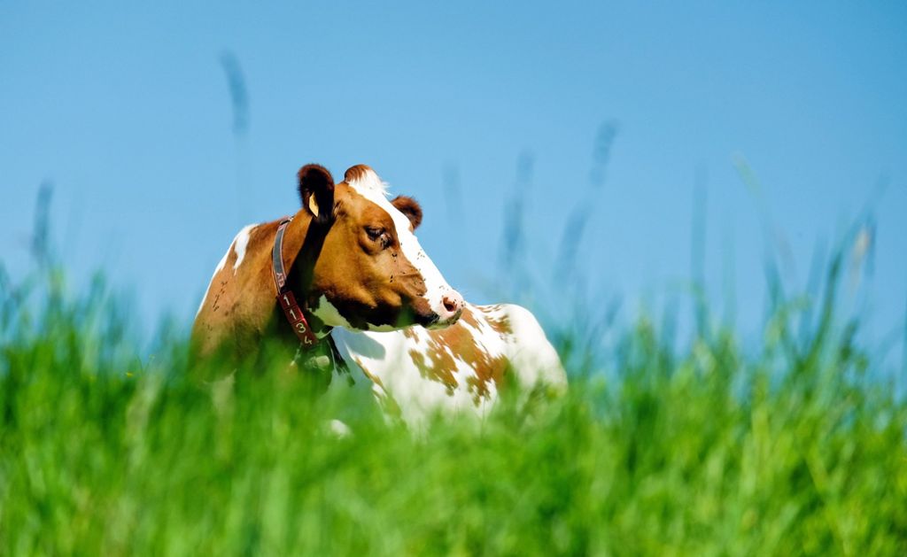 Die Kuh auf der Weide ist nicht klimaschädlich, sagt Agrarwissenschaftlerin Anita Idel.  Foto: pixabay Foto: Schwarzwälder Bote