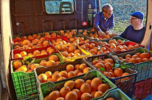 Ein leckerer Anblick: Frische Orangen werden für den Transport nach Deutschland verladen. Foto: Fiona Kollmann