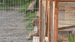 Ermittlungen nach Leopardenangriff bei Fotoshooting