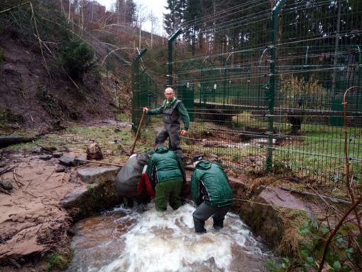 Die freiwilligen Helfer und Parkmitarbeiter hatten viel zu tun. Foto: Alternativer Wolf- und Bärenpark Schwarzwald