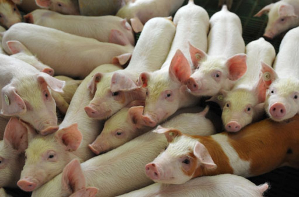 Streit um die geplante Schweinezuchtanlage. Foto: dpa