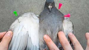 Tierhasser schießt in Lahr mit Blasrohrpfeilen auf Taube