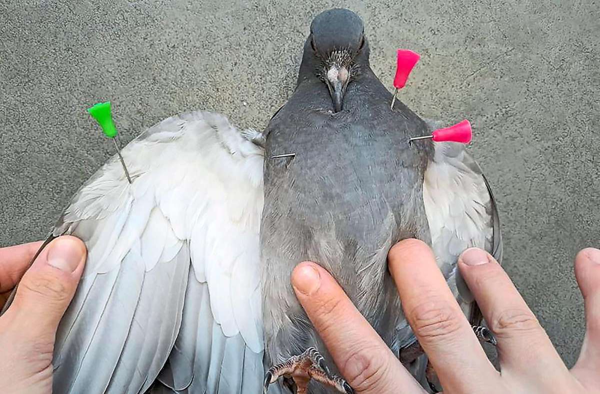 Diese Taube wurde am Mittwochmittag vor der Mediathek in der Kaiserstraße gefunden. Die pfeilartigen Nadeln wurden im Tiergesundheitszentrum entfernt, der Vogel befindet sich mittlerweile auf dem Weg der Besserung.
