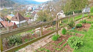 Wunderschöne Lage an der Sommerhalde: Die Beet-Besitzer können während des Gärtnerns im Gemeinschaftsgarten auf Horb und den Neckar blicken. Foto: Vanessa Lehmann