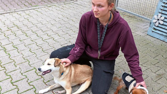 Unverständnis über viele abgegebene Tiere in Freudenstadt