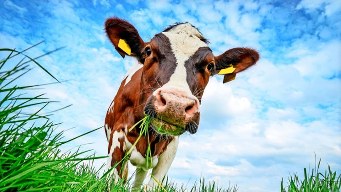 Ist die Kuh ein Klimakiller? Ein Experte gibt Antworten