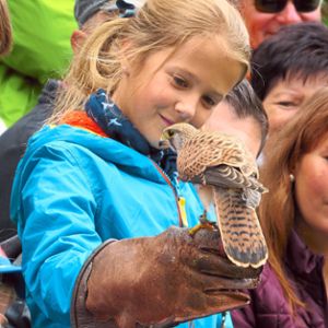 Kinder können den kleinen Turmfalken auf dem Handschuh halten und  füttern. Die Saison beginnt an Ostermontag um 15 Uhr. Foto: Tourist-Info