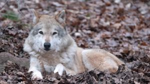 Ist ein Wolfsrudel im Nordschwarzwald unterwegs?