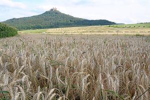 So harmonisch wie hier stehen die Getreidehalme nach dem Hagelunwetter nicht mehr überall in Reih und Glied.  Foto: Rath