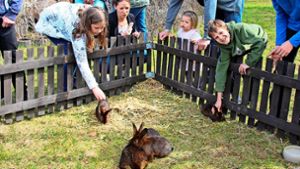 Ostereiersuche in Schönwald findet ohne Kleintierzüchter statt