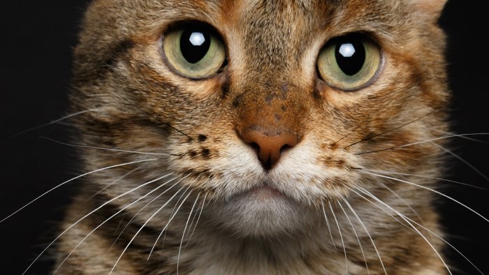 Tierquäler schießt Katze Auge aus