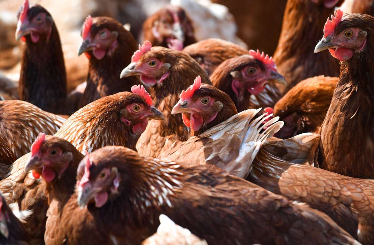 Vogelgrippe ist eine hochansteckende Erkrankung, die vor allem Hühner, Puten und Enten befällt. Foto: dpa/Felix Kästle