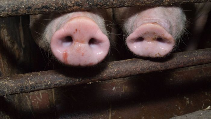 Strafbefehl gegen Schweinezüchter beantragt