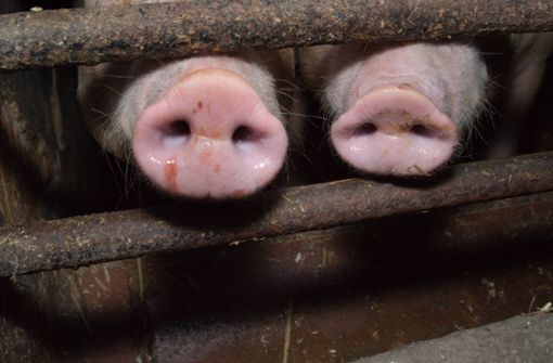 Die Schweine waren abgemagert und teilweise krank. (Symbolbild) Foto: imago images/Martin Wagner