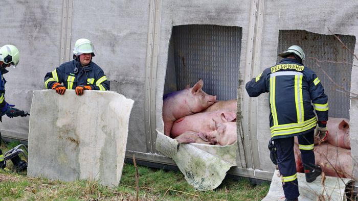 Schweinetransporter kippt um –  55 Tiere verendet