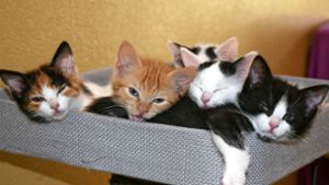 85 Prozent der Einsätze des Tierschutzvereins VS galt im vergangenen Jahr den Katzen. Foto: Kreistierheim