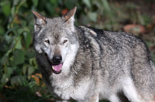 Der Wolf macht Landwirte im Schwarzwald zunehmend nervös. (Symbolbild) Foto: imago/Ulmer Pressebildagentur